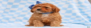 Ross Cavapoo Puppy