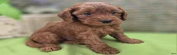 Cockapoo dogs for sale: Milan - Ad 13