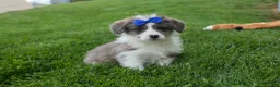 Corgipoo dogs for sale: NOAH - Ad 12