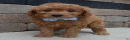 Mini Goldendoodle dogs for sale: Mini Ginger - Ad 6