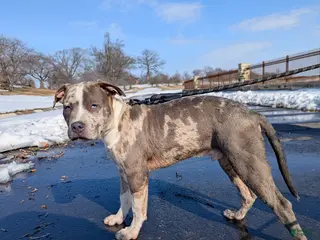 American Bully dogs Greyjoy - Ad 14