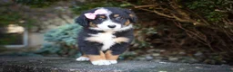 Mini Aussiedoodle dogs for sale: Layla🎀 - Ad 7