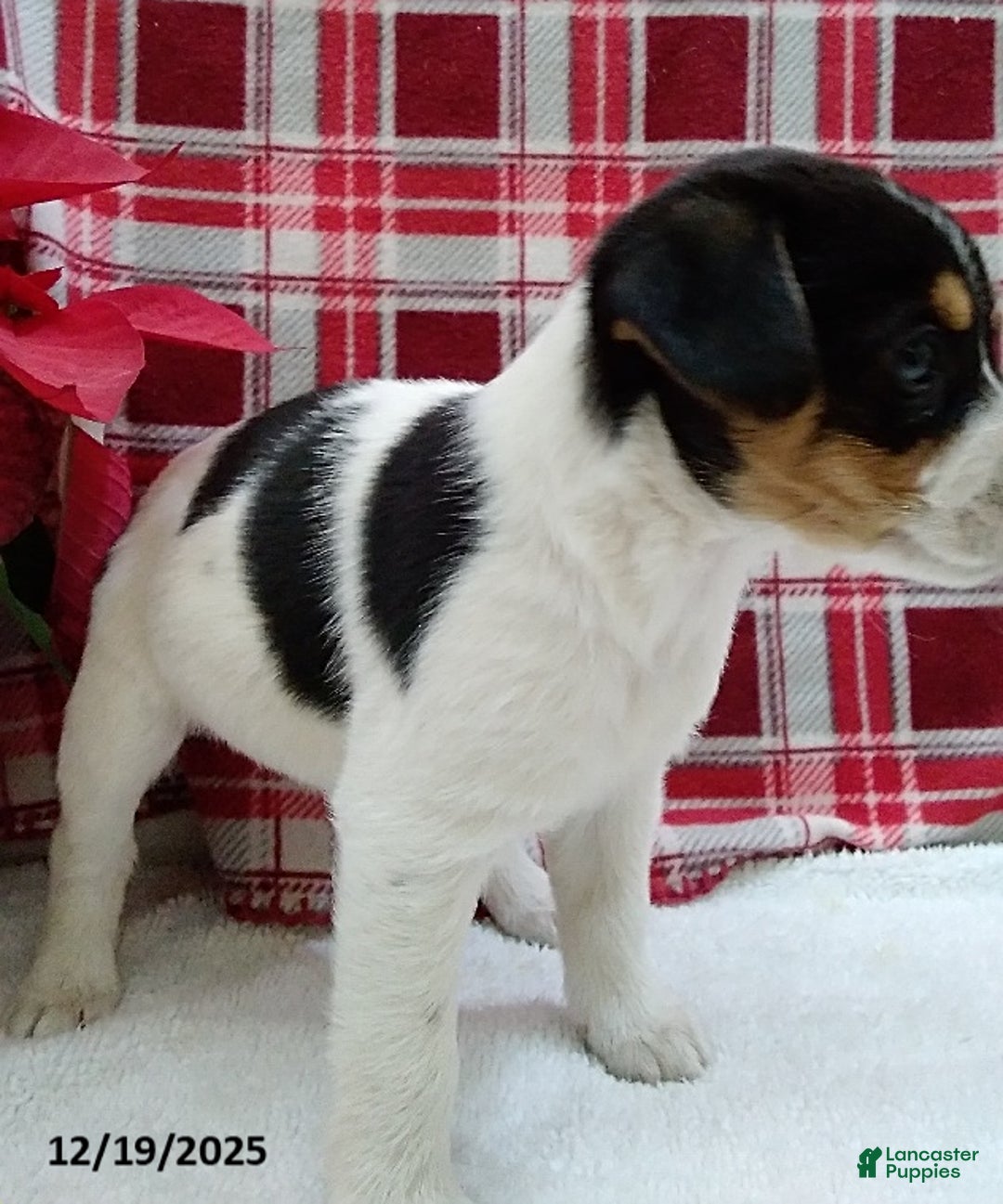 Mixed Breed dogs for sale: Twila - Ad 2