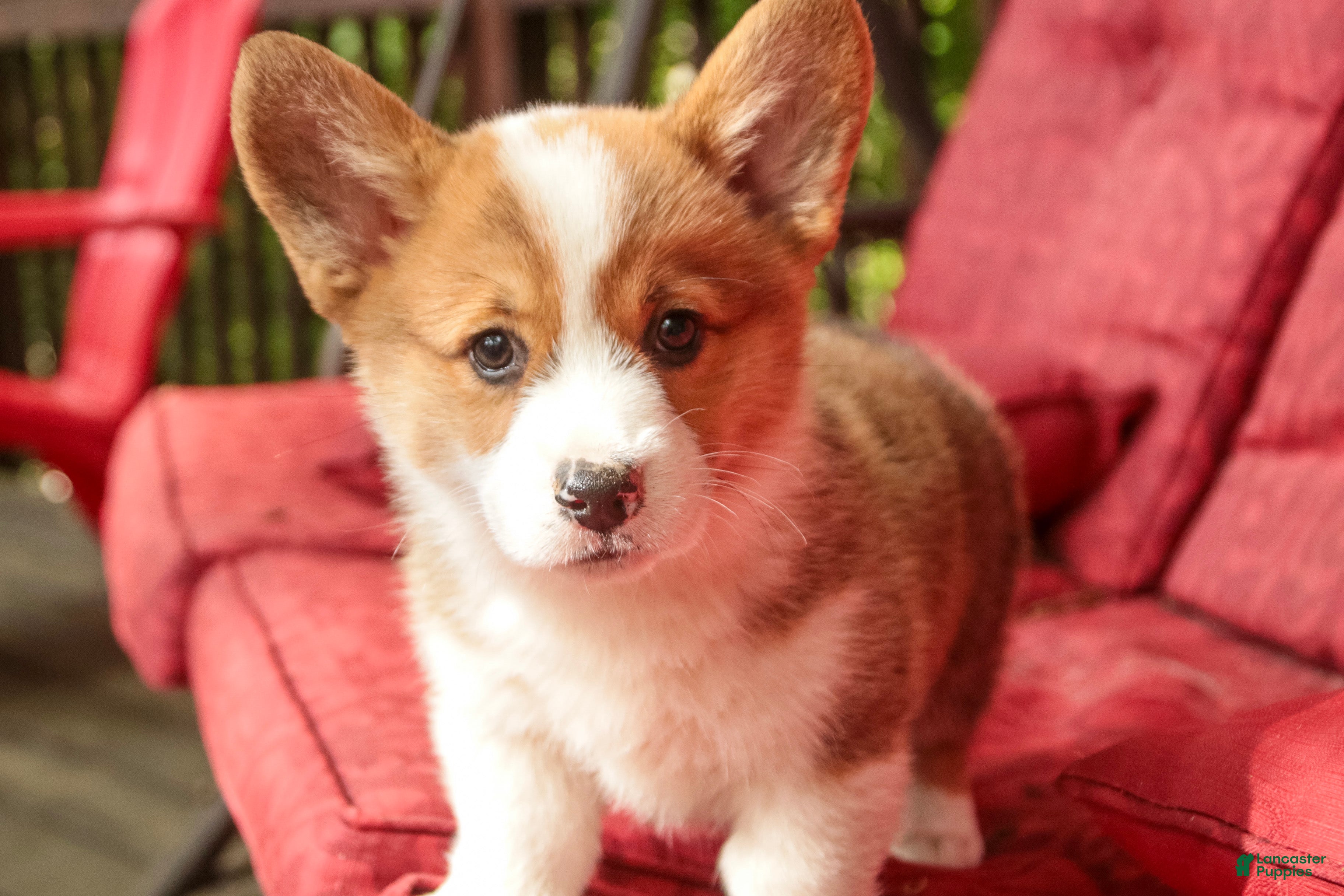 Welsh Corgi Pembroke dogs Andy - Ad 2