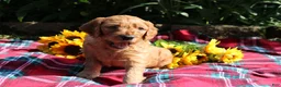 Mixed Breed dogs for sale: Simon- Irish Goldendoodle  - Ad 4