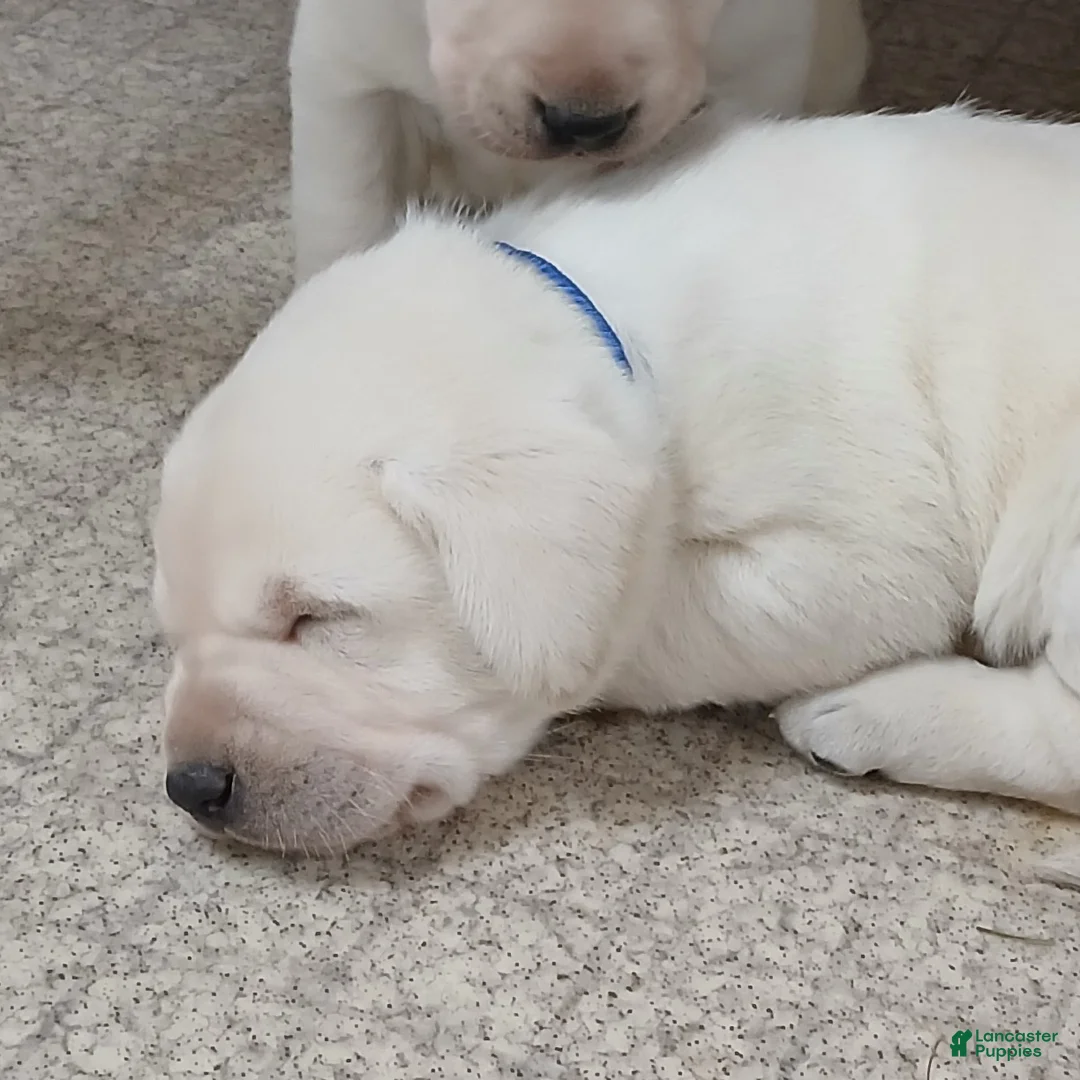 Labrador Retriever dogs for sale: RUSTY - Ad 7