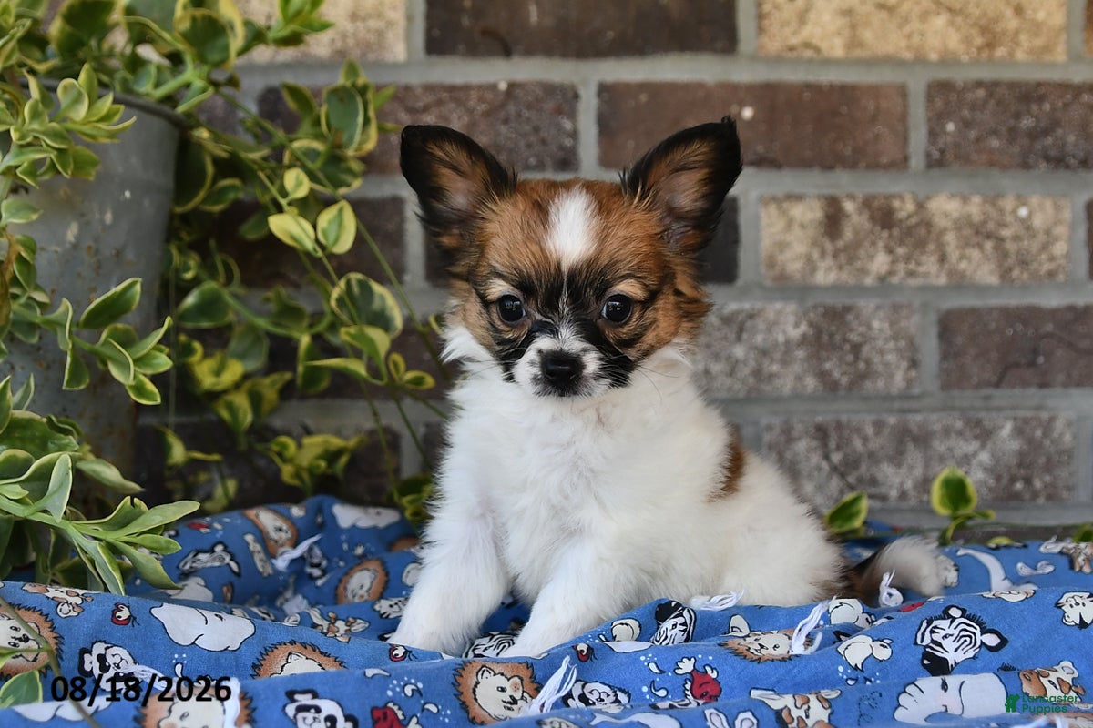 Papillon dogs Anastasia - Ad 2