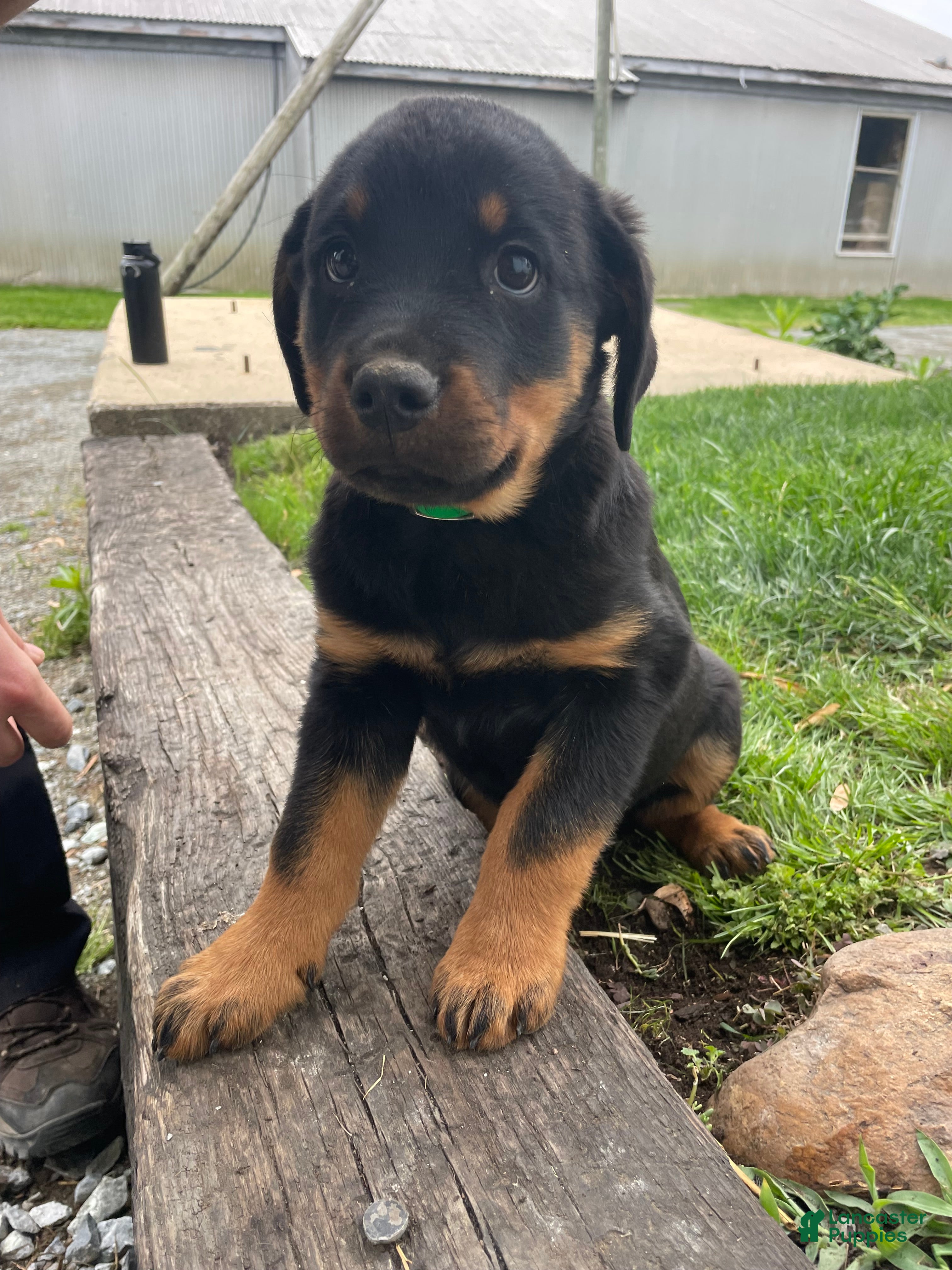 Rottweiler dogs Hunter - Ad 34