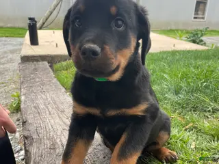 Rottweiler dogs Hunter - Ad 34