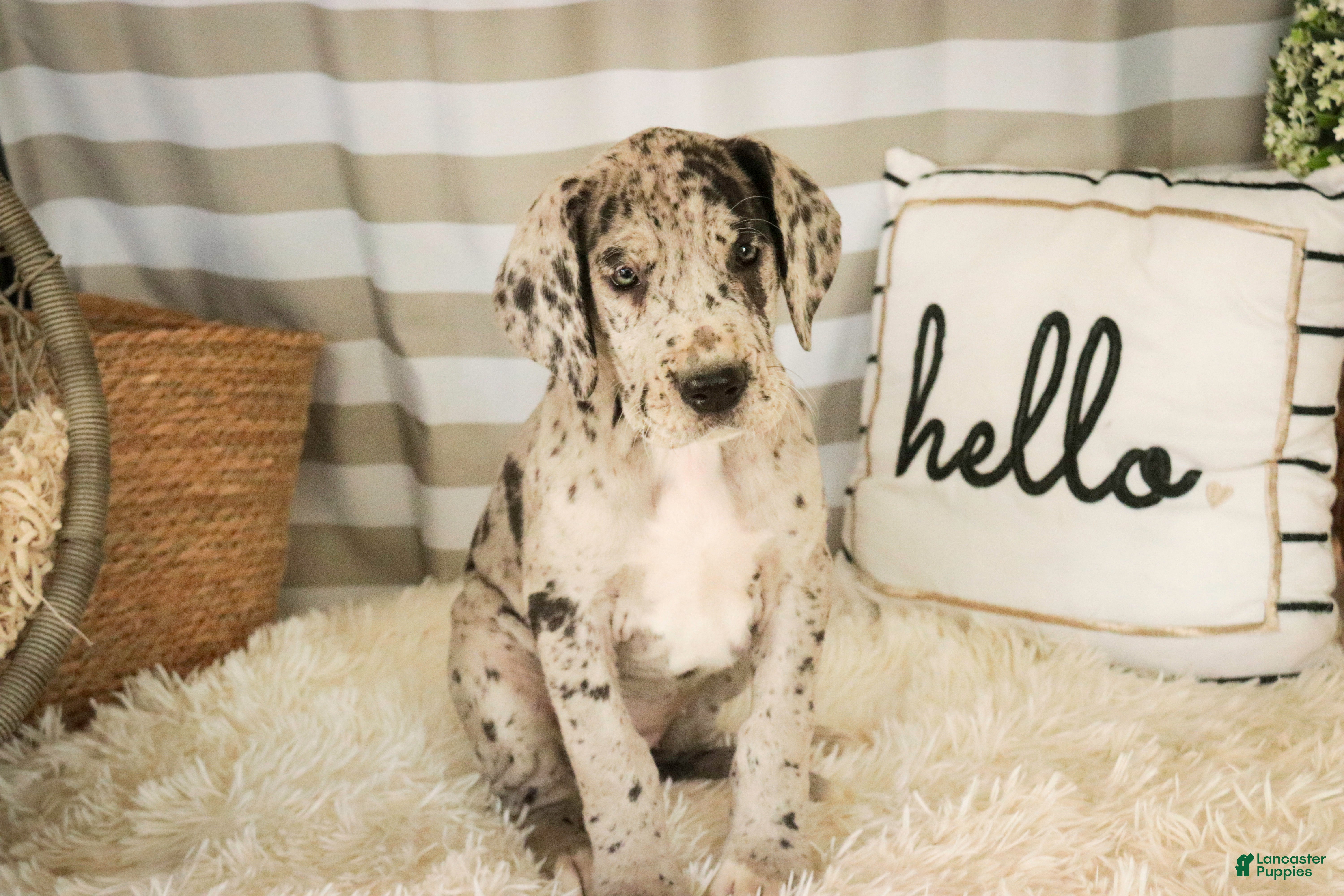 Great Dane dogs Annie - Ad 18