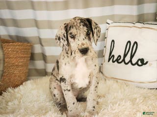 Great Dane dogs Annie - Ad 18