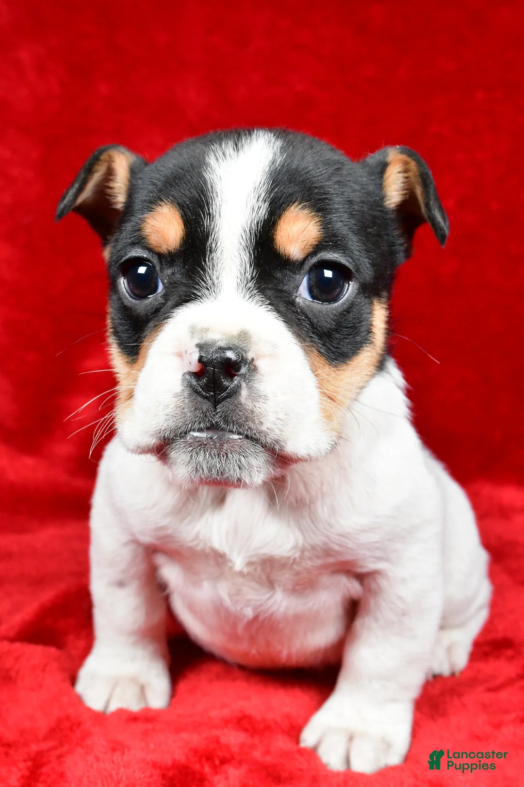 Beabull dogs for sale: Roxy - Ad 7