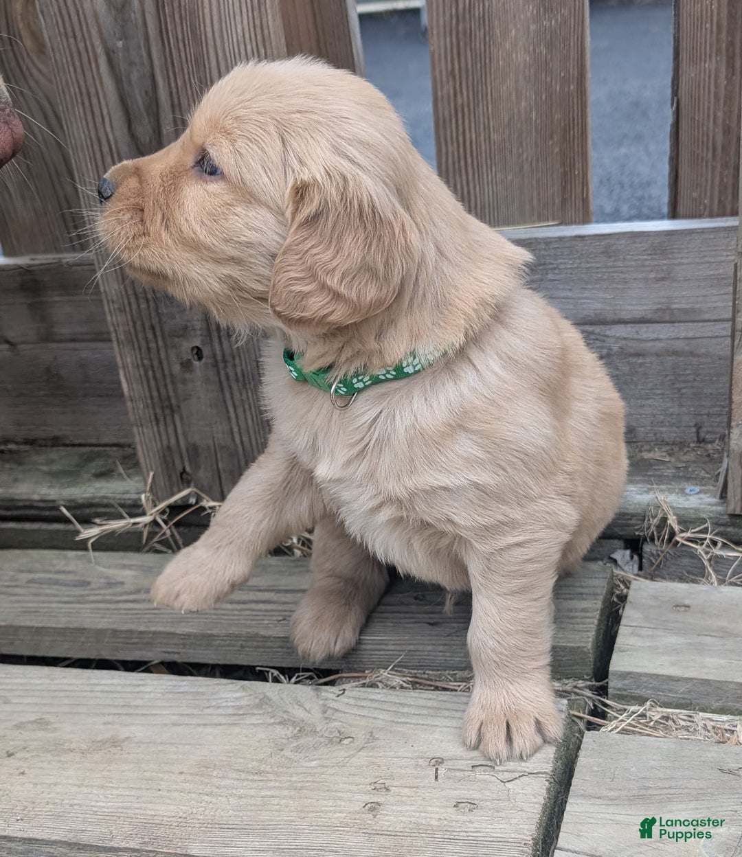 Golden Retriever dogs for sale: Finn - Ad 5
