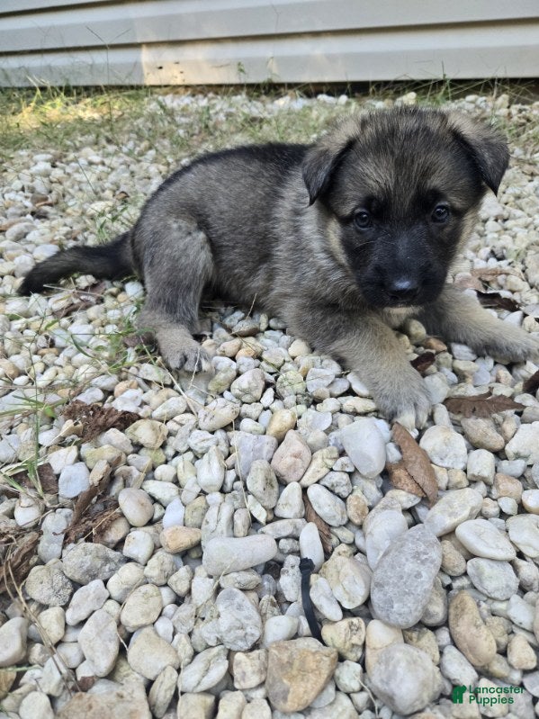 German Shepherd dogs for sale: Stripe - Ad 1
