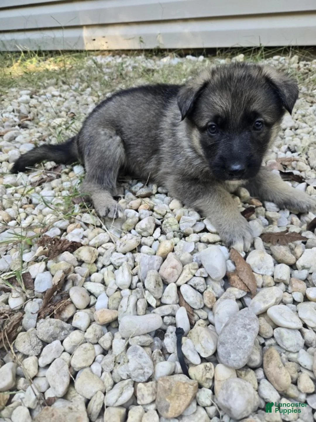 German Shepherd dogs for sale: Stripe - Ad 1