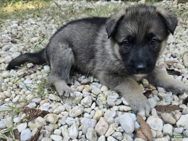 German Shepherd dogs for sale: Stripe - Ad 1