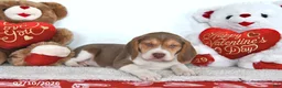 Beagle dogs for sale: Remington - Ad 4