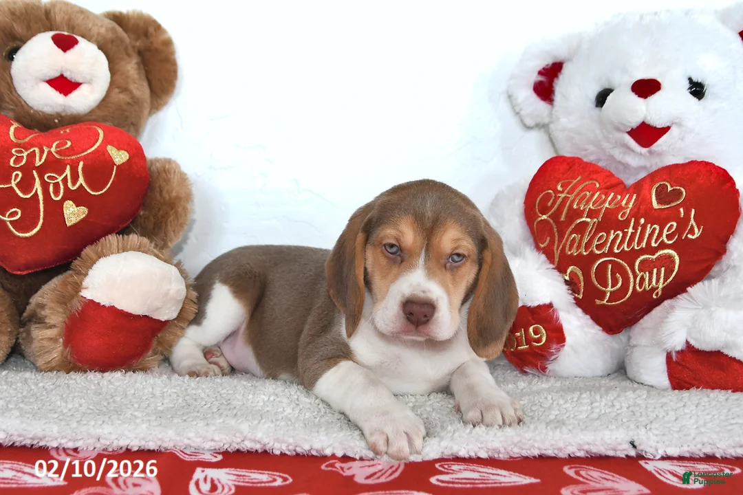 Beagle dogs for sale: Remington - Ad 4