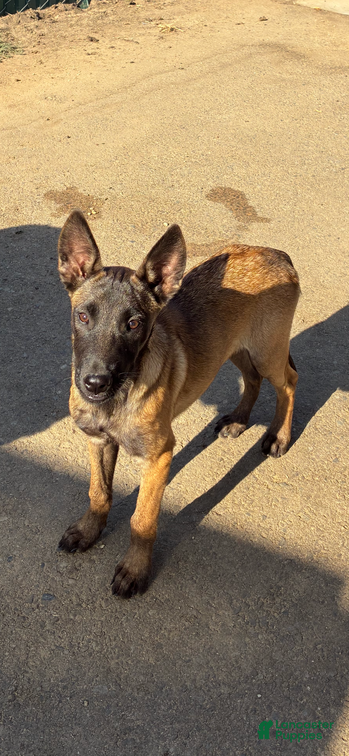 Belgian Malinois dogs Belgian Malinois 4 - Ad 1