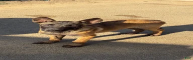 Belgian Malinois 4