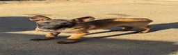 Belgian Malinois dogs for sale: Belgian Malinois 4 - Ad 1