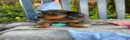 Miniature Dachshund dogs for sale: Tilly - Ad 17