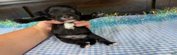 Havapoo dogs for sale: Havapoo 1 - Ad 5