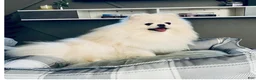 Pomeranian dogs for sale: Avalanche - Ad 2