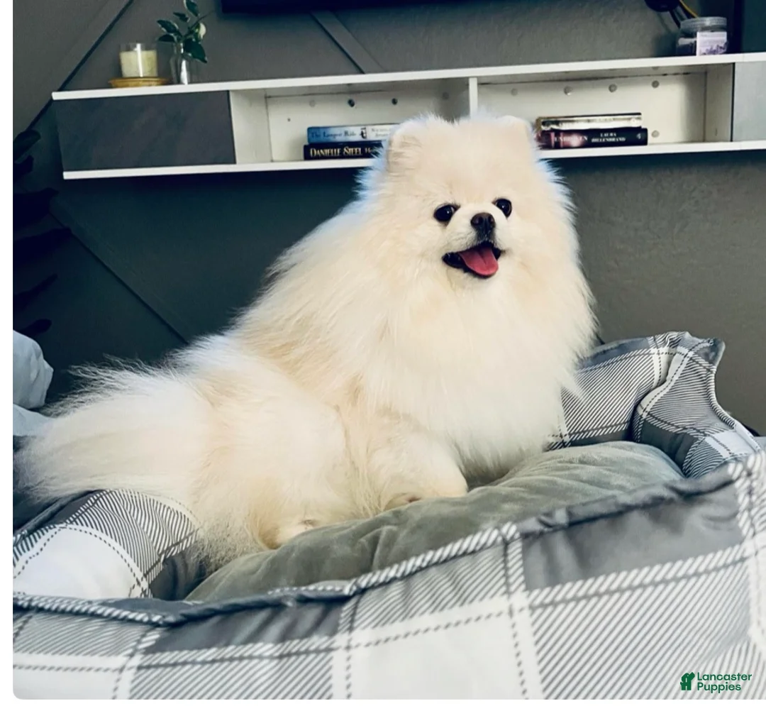 Pomeranian dogs for sale: Avalanche - Ad 2