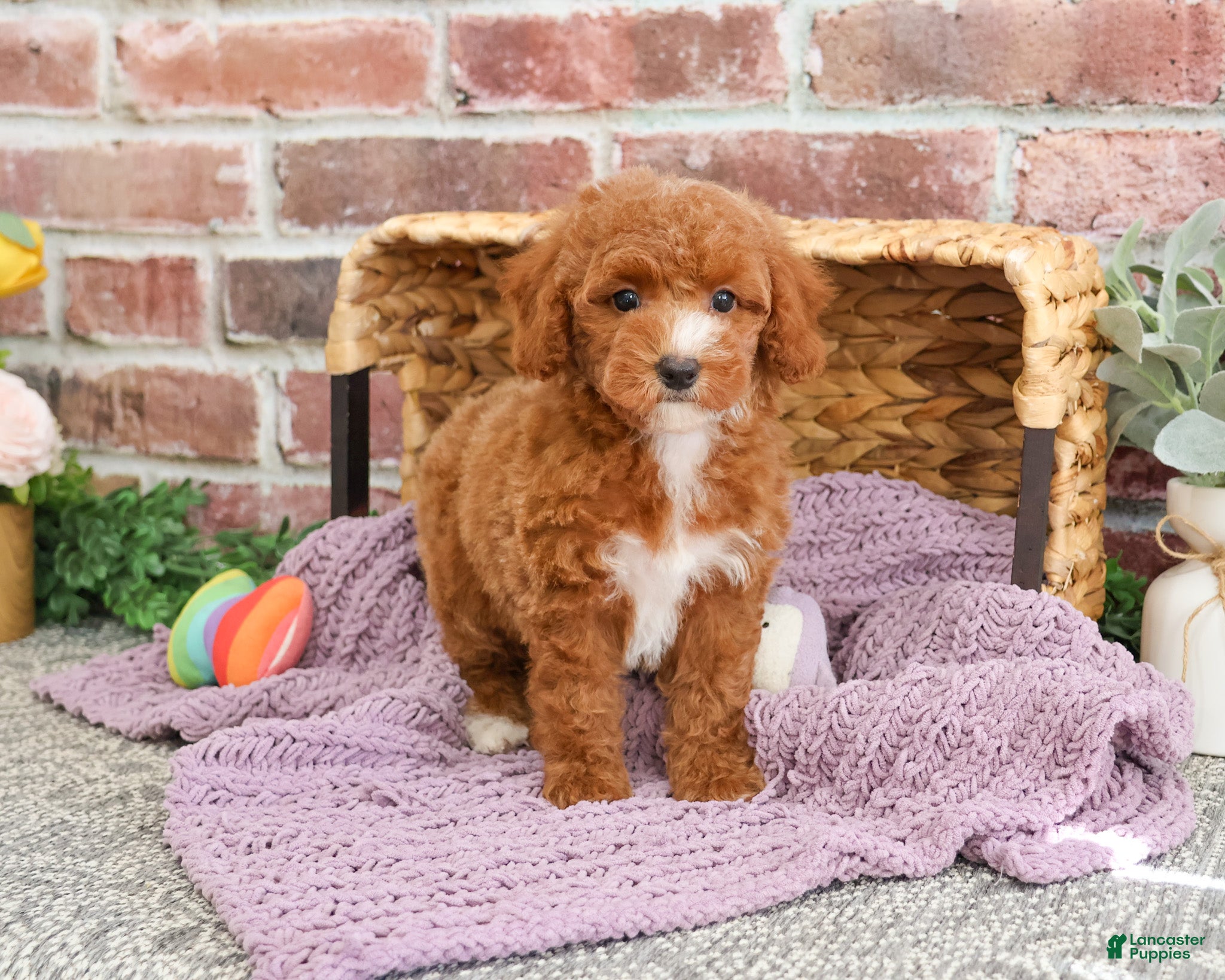Miniature Poodle dogs Rebekka  - Ad 9