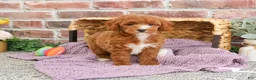 Miniature Poodle dogs for sale: Rebekka  - Ad 1