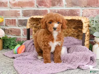 Miniature Poodle dogs Rebekka - Ad 22