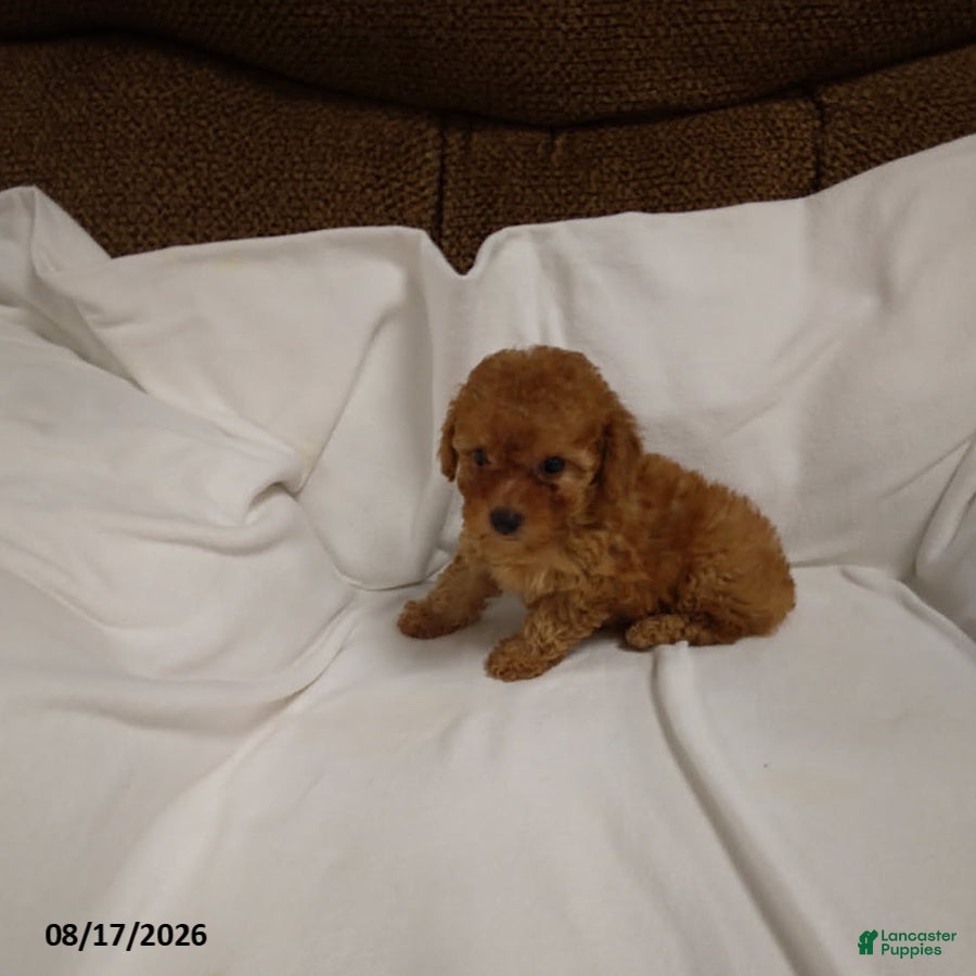 Miniature Poodle dogs Rover - Ad 2