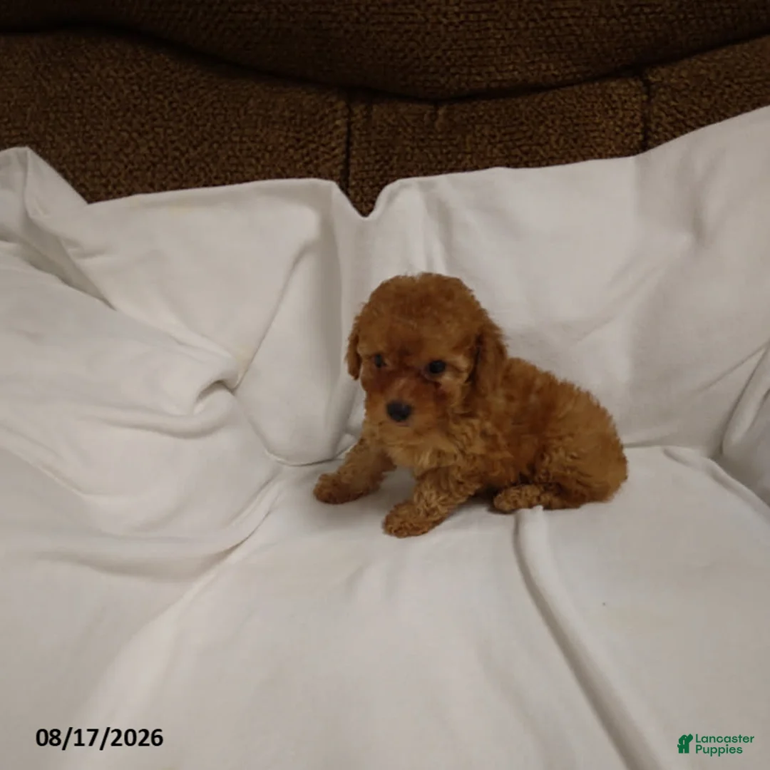 Miniature Poodle dogs for sale: Rover - Ad 2
