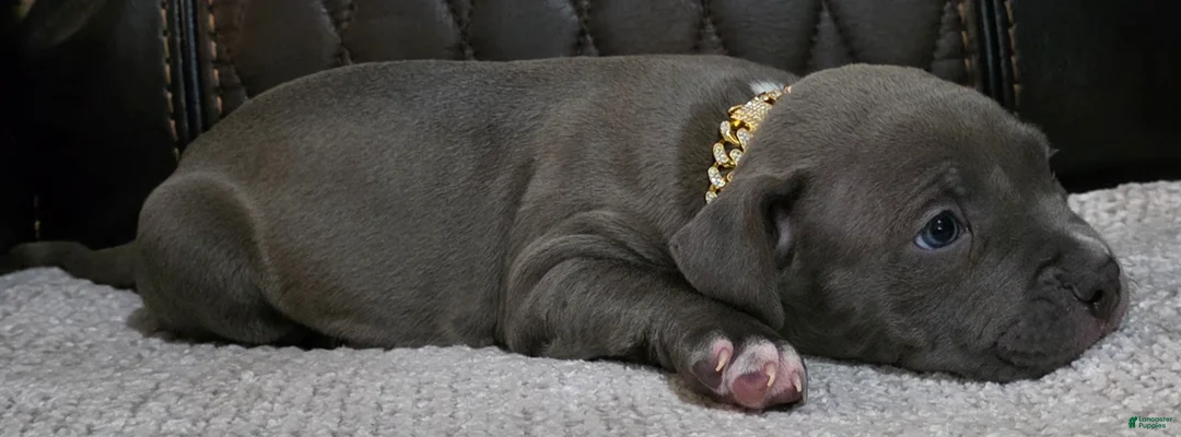 American Pit Bull Terrier dogs for sale: Phantom  - Ad 3