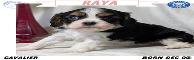 Raya