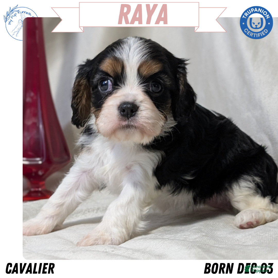 Cavalier King Charles Spaniel dogs for sale: Raya - Ad 1