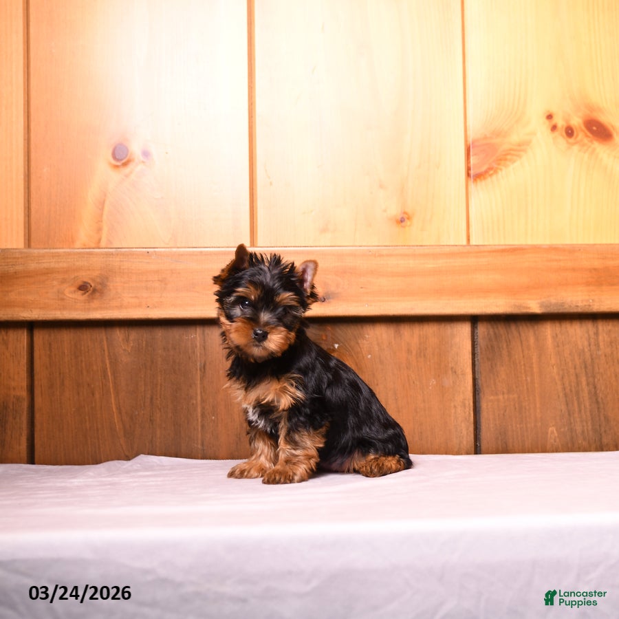 Yorkshire Terrier dogs Larry - Ad 2