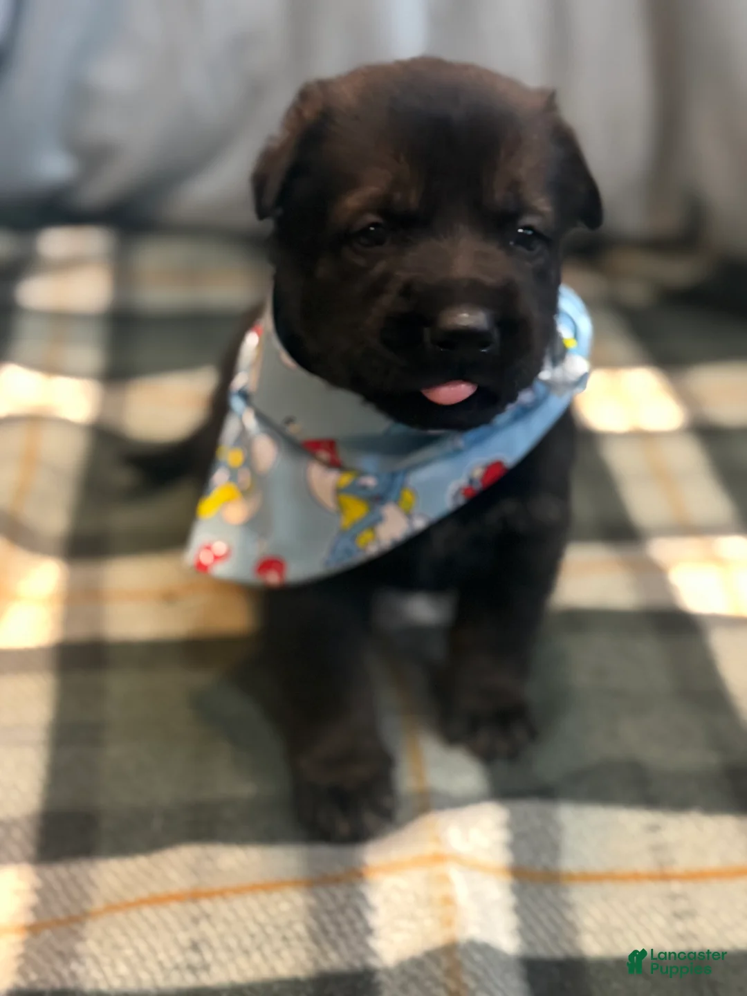 German Shepherd dogs for sale: Bugatti - Ad 2