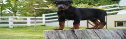 Doberman Pinscher dogs for sale: Macho - Ad 6
