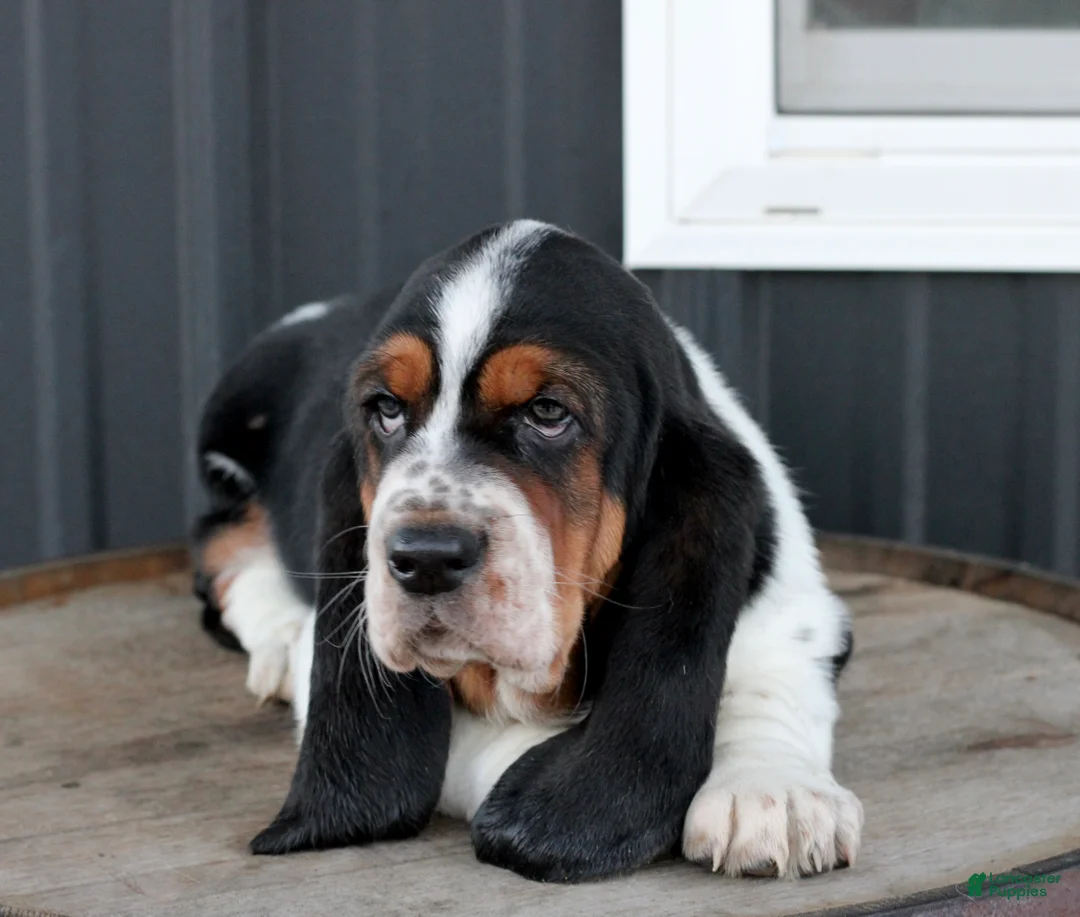 Basset Hound dogs for sale: Basset Hound Puppy 1 - Ad 4