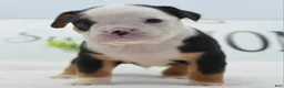 Mixed Breed dogs for sale: Diesel - Ad 21
