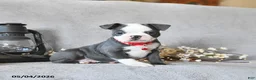 Boston Terrier dogs for sale: Kendrick - Ad 4