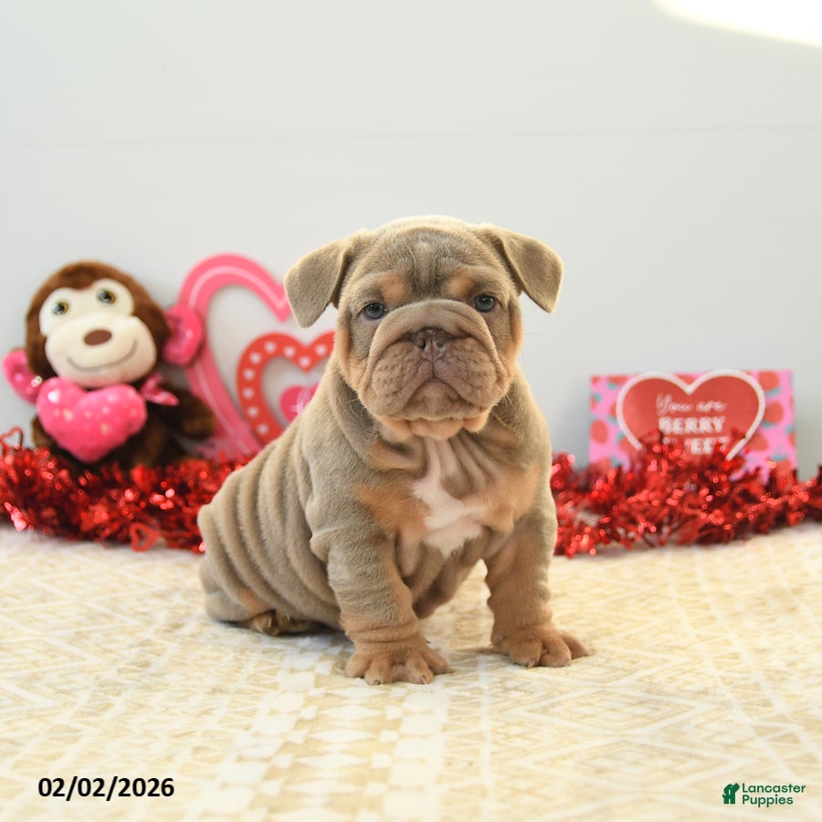 English Bulldog dogs Bear - Ad 9