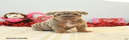 English Bulldog dogs for sale: Bear - Ad 1