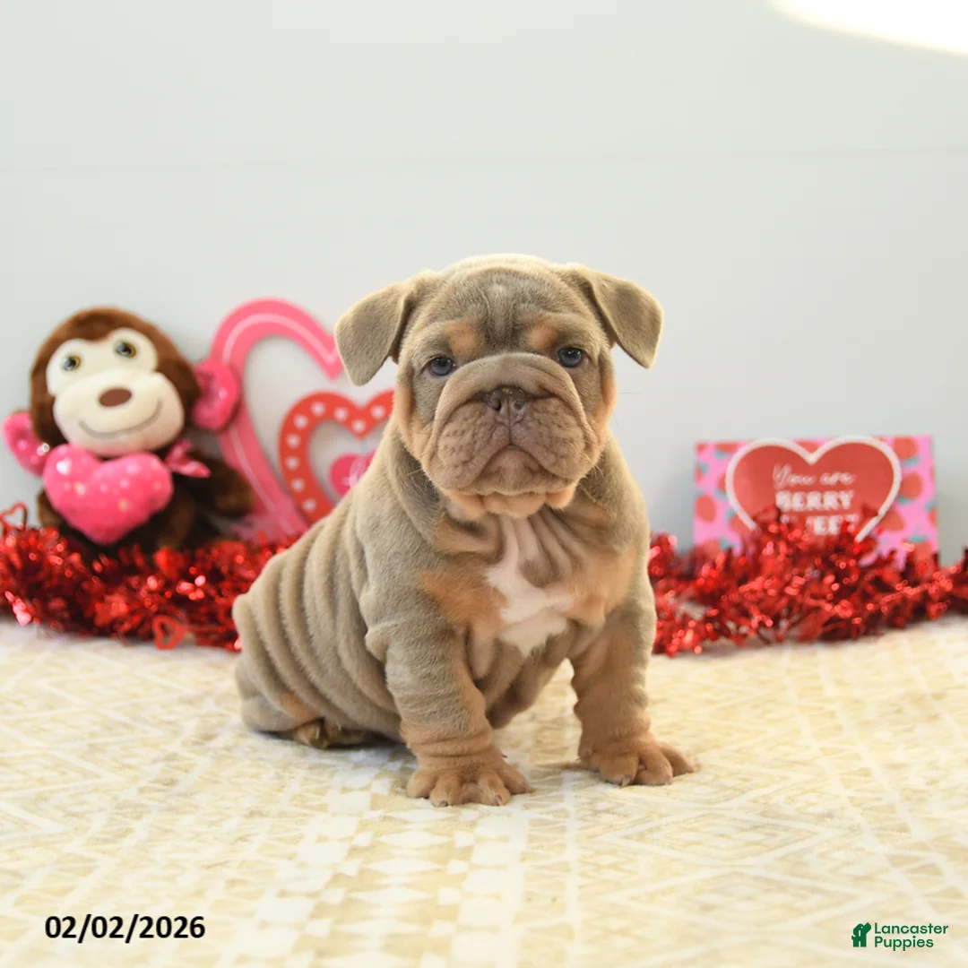 English Bulldog dogs for sale: Bear - Ad 1