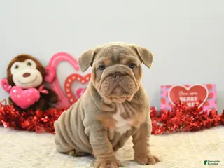 English Bulldog dogs Bear - Ad 9