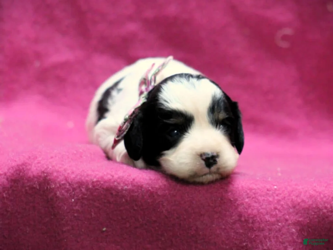 Cavapoo dogs for sale: Erica - Ad 1