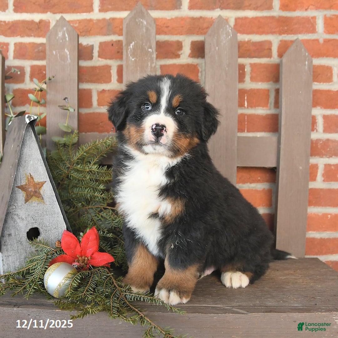 Bernese Mountain Dog dogs for sale: Bruno - Ad 2