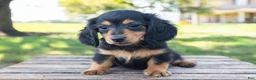 Miniature Dachshund dogs for sale: Diva - Ad 13